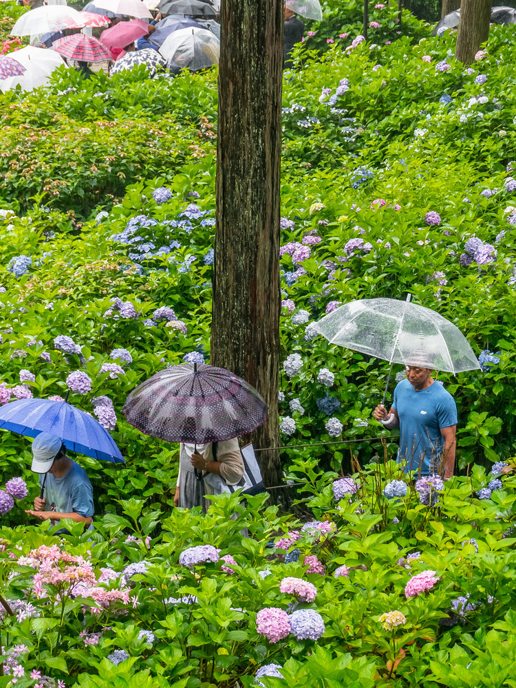 梅雨季，遇见紫阳花！