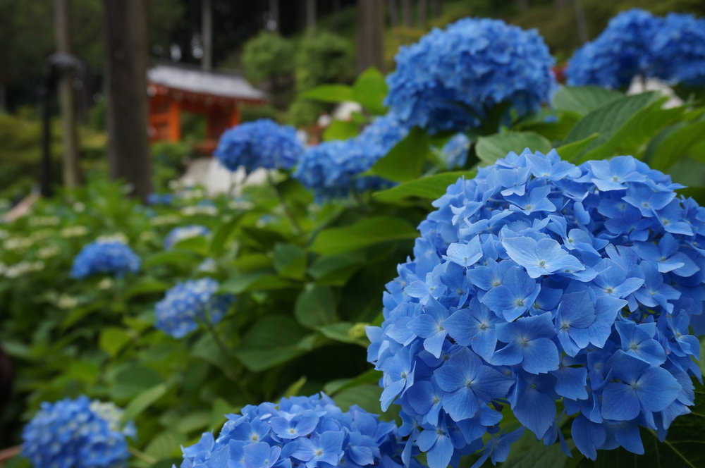 梅雨季 遇见紫阳花 案内君