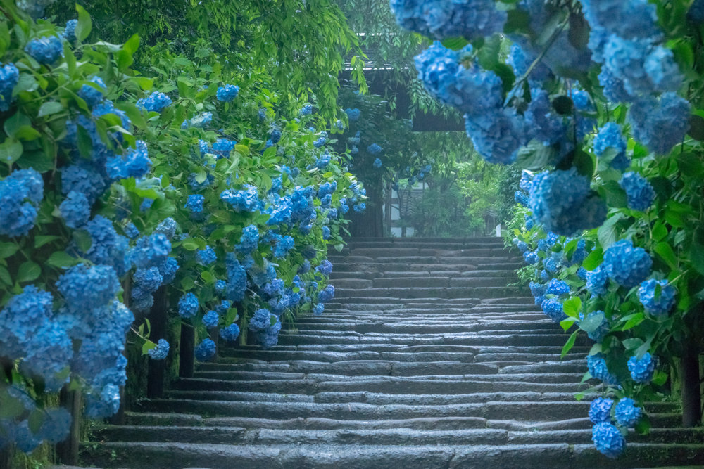 梅雨季，遇见紫阳花！