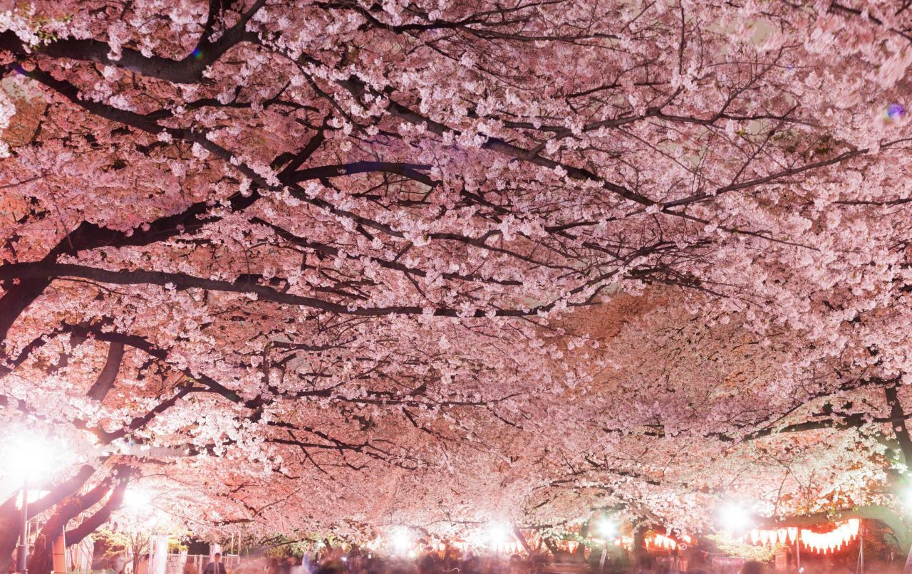 上野恩赐公园上野樱花祭｜目的地｜【官方】日本国家旅游局(JNTO)