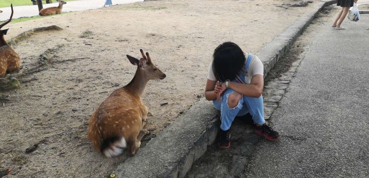 与女儿的日本京阪八日游