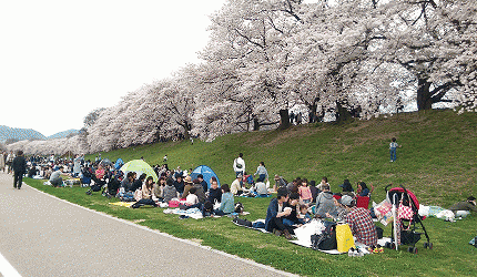 2020京都赏樱景点推荐！哲学之道、背割堤樱花大道超浪漫！