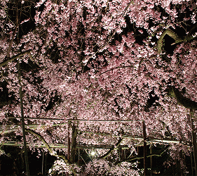 2020京都赏樱景点推荐！哲学之道、背割堤樱花大道超浪漫！