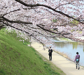 2020京都赏樱景点推荐！哲学之道、背割堤樱花大道超浪漫！