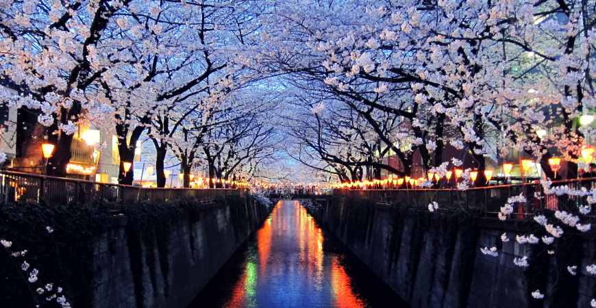 东京最美赏樱路缐公开！爱花成痴者不能错过的5个超美樱花景点