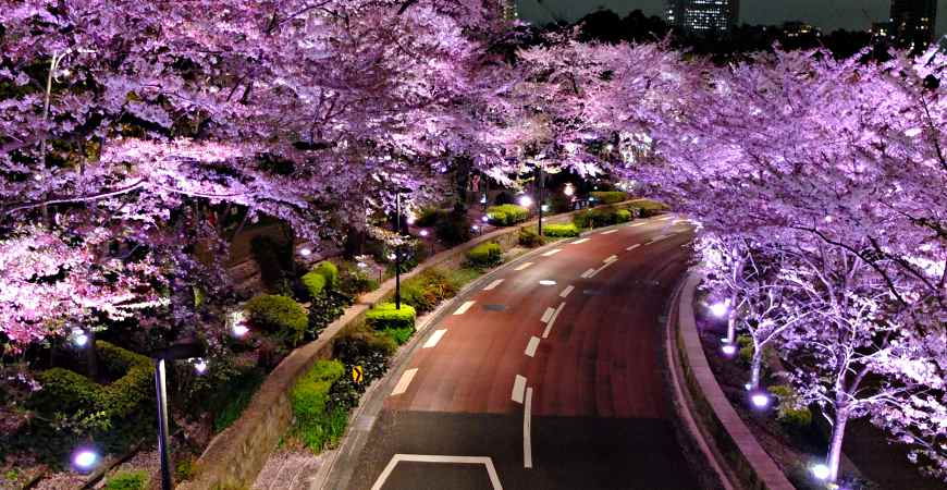 东京最美赏樱路缐公开！爱花成痴者不能错过的5个超美樱花景点