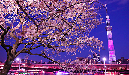 020东京「夜樱」点灯资讯！除了目黑川还有这6个夜樱景点也是必去！"